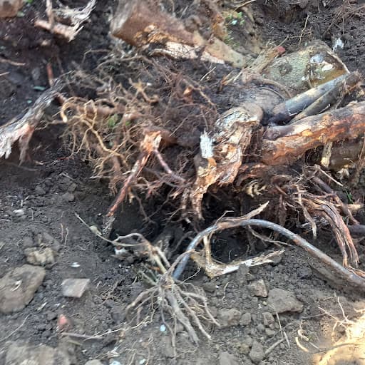 Appleton Waste Clearance — Customer photo